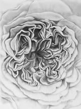 A Rose in Monochrome by Charlotte Hogg Design thumbnail