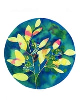 Winter Eucalyptus  by Charlotte Hogg Design thumbnail