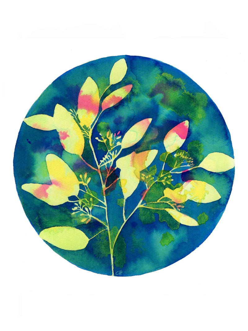 Winter Eucalyptus  by Charlotte Hogg Design