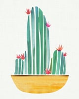Bowl O' Cactus by Modern Tropical thumbnail