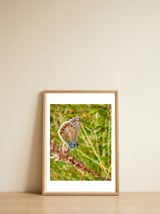 Butterfly in the meadow — framed, leaning against the wall thumbnail