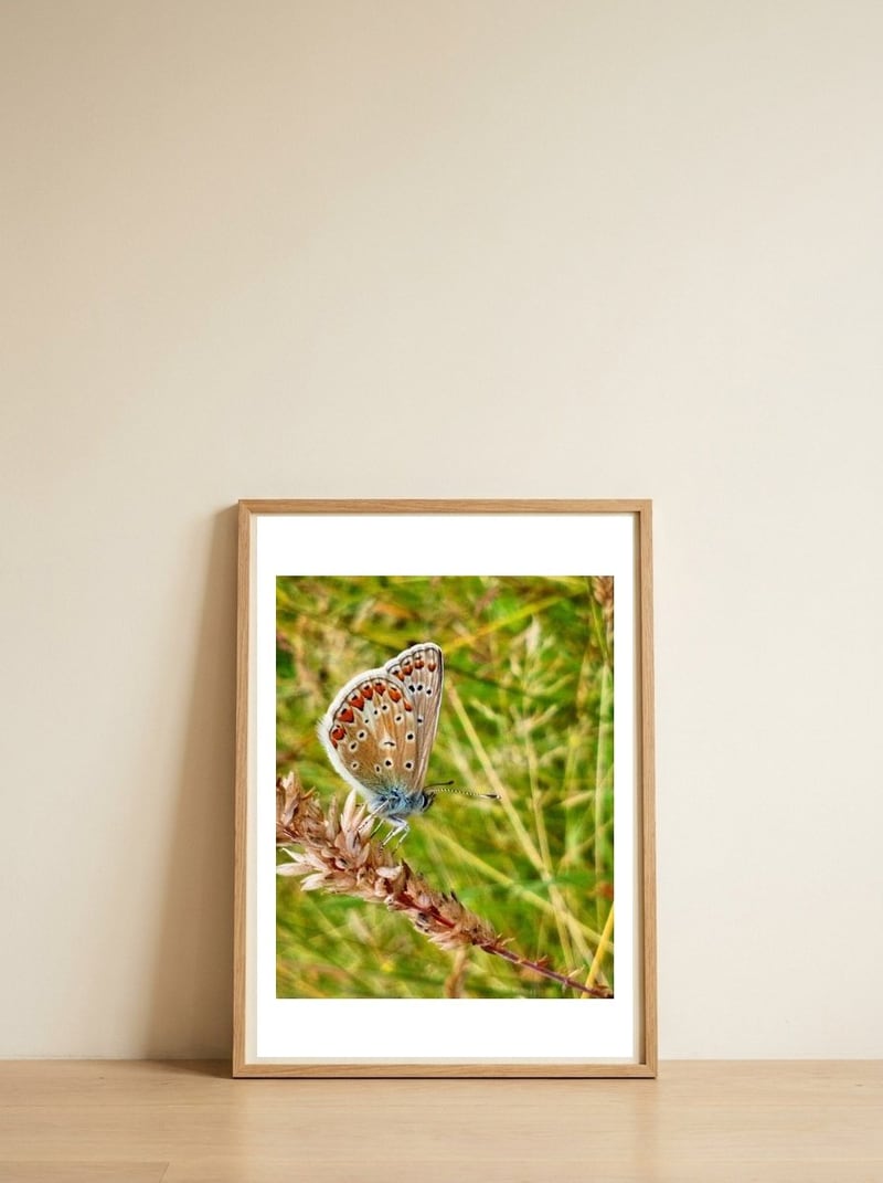 Butterfly in the meadow — framed, leaning against the wall