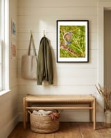 Butterfly in the meadow framed in a relaxed room thumbnail