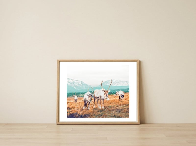Curious Winter — framed, leaning against the wall