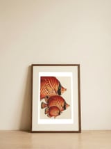 Fish Classic Designs 2 — framed, leaning against the wall thumbnail