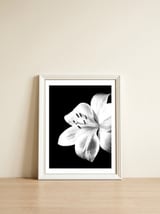White Lily Black Background — framed, leaning against the wall thumbnail