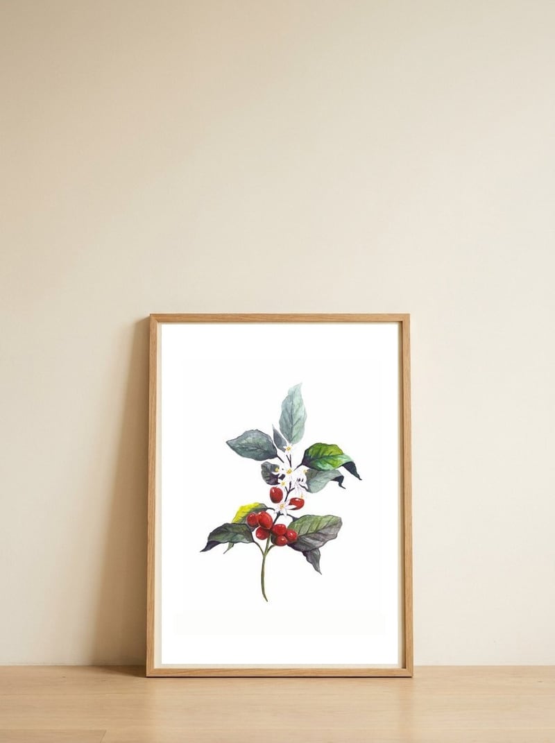 1 Botanical Illustration Kaffee Pflanze — framed, leaning against the wall