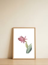 Botanical Illustration Pink Cactus Flower — framed, leaning against the wall thumbnail