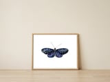 Butterfly — framed, leaning against the wall thumbnail