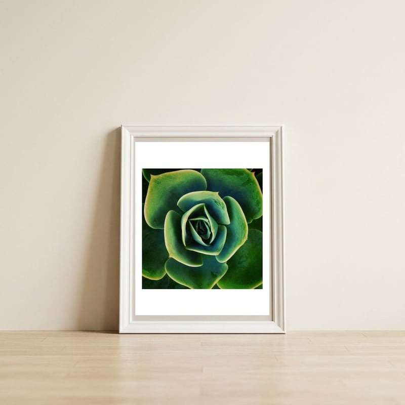 DARKSIDE OF SUCCULENTS XIII — framed, leaning against the wall
