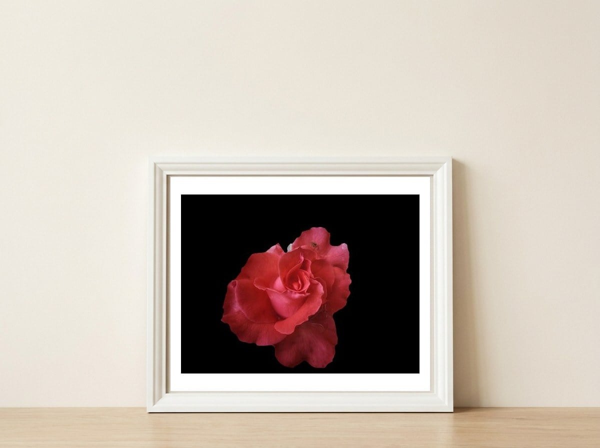 Coral Rose — framed, leaning against the wall