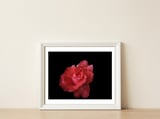 Coral Rose — framed, leaning against the wall thumbnail
