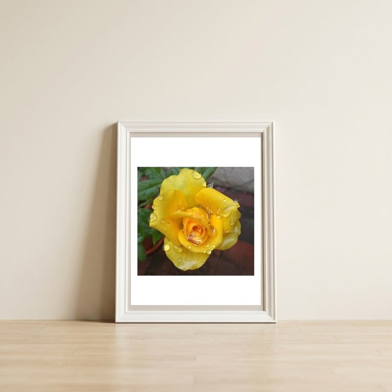 Yellow Rose with Dew Drops — framed, leaning against the wall