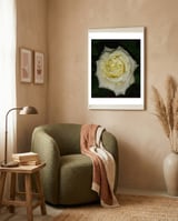Floribunda Rose framed in a tender room thumbnail