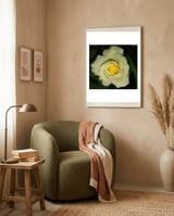 Blooming White Rose framed in a tender room thumbnail