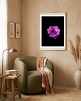 PINK ROSE IN DARK SPACE framed in a tender room thumbnail