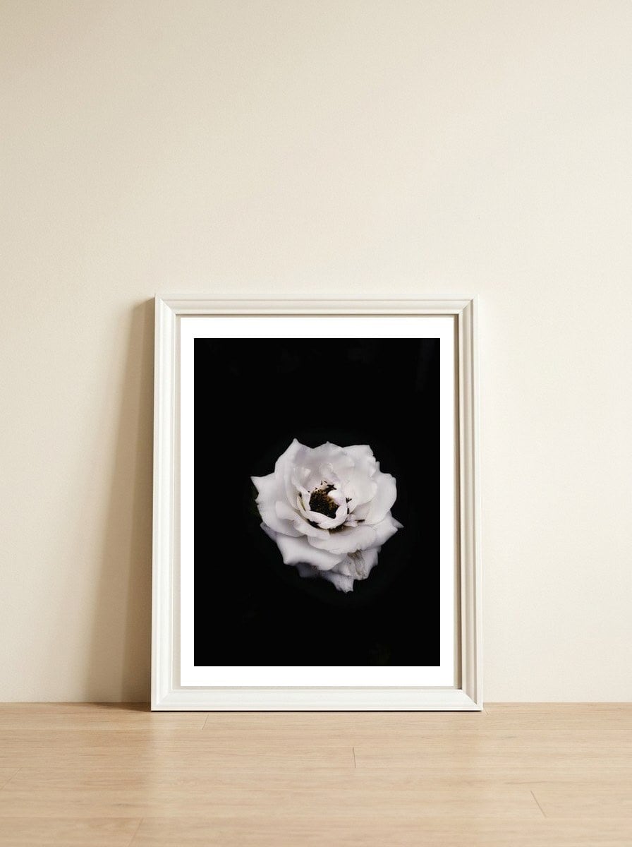 White Rose — framed, leaning against the wall