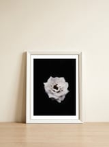 White Rose — framed, leaning against the wall thumbnail