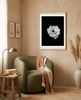 White Rose framed in a tender room thumbnail