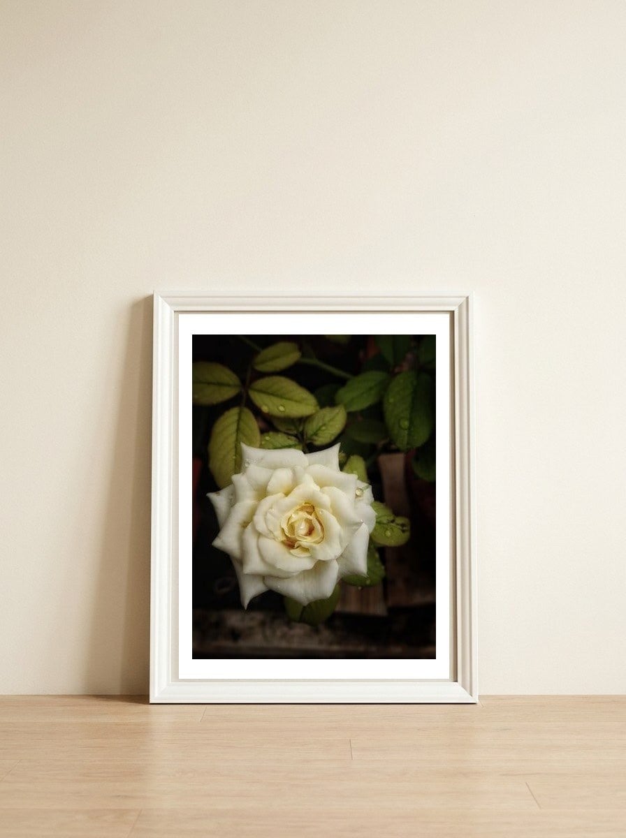 Beautiful Garden White Rose — framed, leaning against the wall