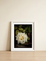 Beautiful Garden White Rose — framed, leaning against the wall thumbnail