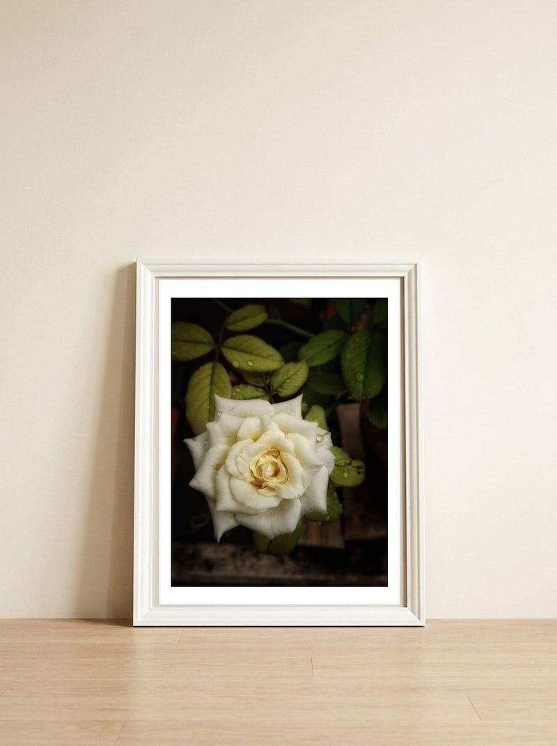 Beautiful Garden White Rose — framed, leaning against the wall