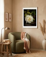 Beautiful Garden White Rose framed in a tender room thumbnail
