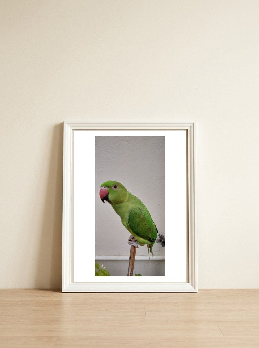 Beautiful Indian Parakeet — framed, leaning against the wall