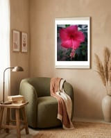 Beautiful Hibiscus Flora framed in a tender room thumbnail