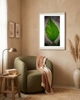 Hibiscus Plant Petal framed in a tender room thumbnail