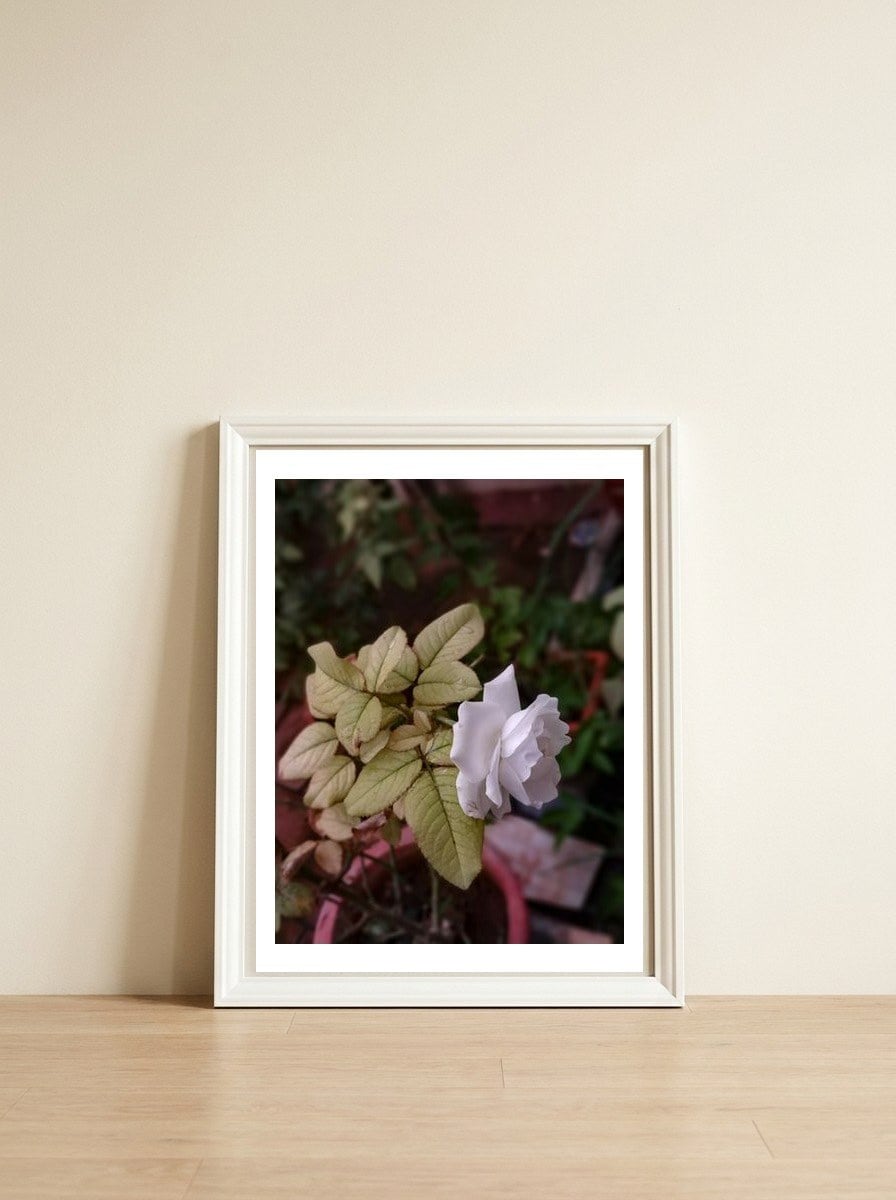 White Rose Garden — framed, leaning against the wall