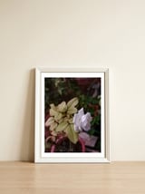 White Rose Garden — framed, leaning against the wall thumbnail