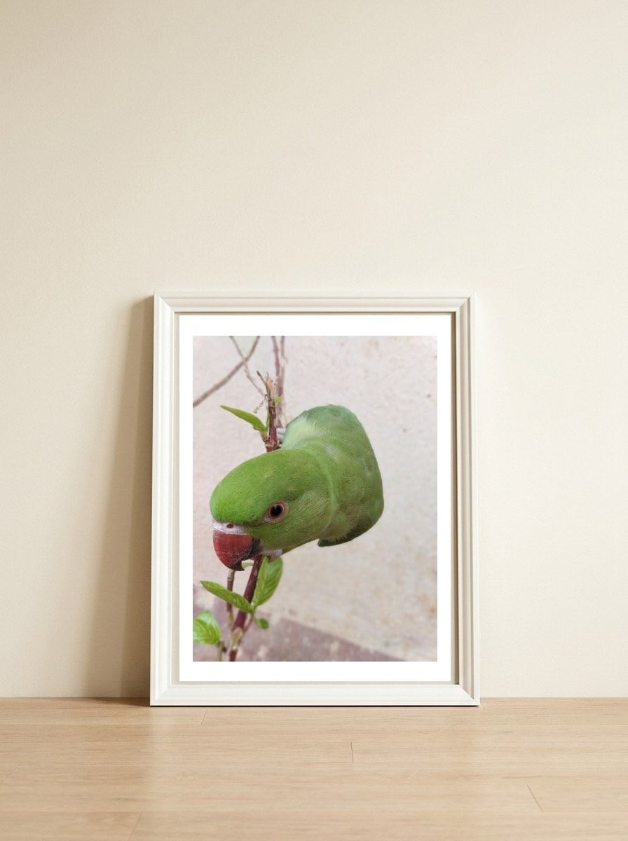 My Cute Parrot — framed, leaning against the wall