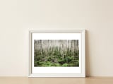 Forest After The Fire — framed, leaning against the wall thumbnail