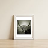 Elgol Cow — framed, leaning against the wall thumbnail