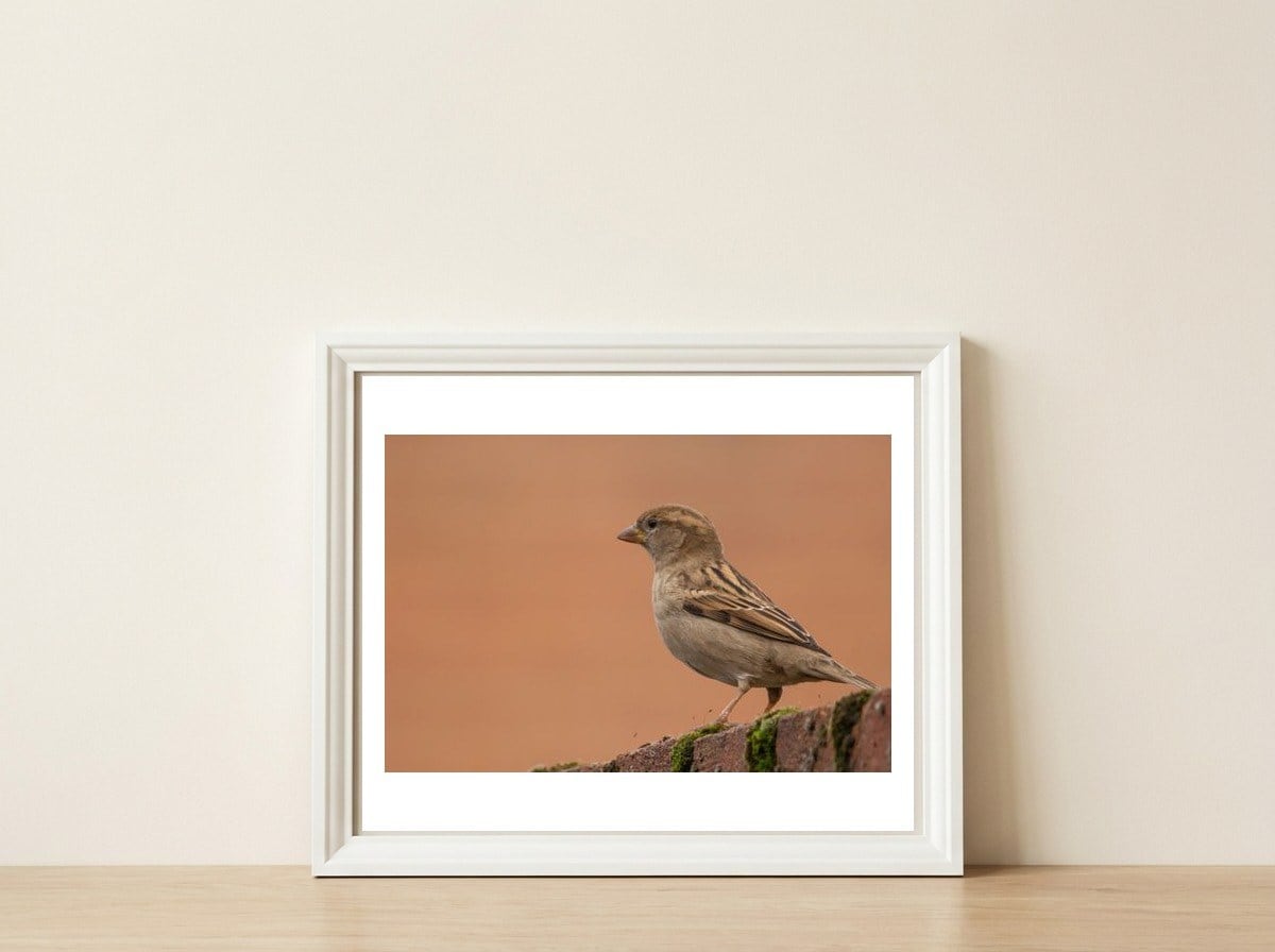 House Sparrow — framed, leaning against the wall