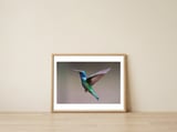 Hummingbird flying — framed, leaning against the wall thumbnail