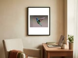 Hummingbird flying framed in a focused room thumbnail