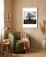 Gnarled Tree framed in a tender room thumbnail