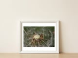 Dandelion Seeds — framed, leaning against the wall thumbnail