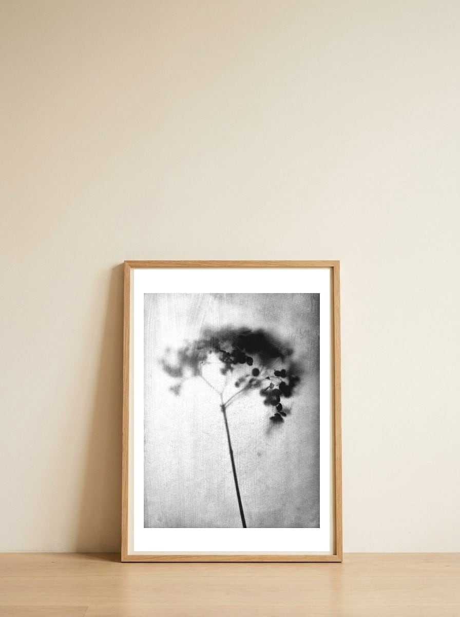 Hydrangea — framed, leaning against the wall