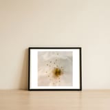Milk Blossom — framed, leaning against the wall thumbnail