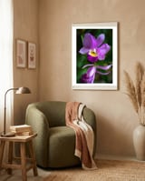 Cattleya Orchidee framed in a tender room thumbnail