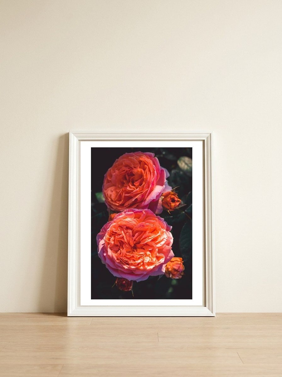 Rose Flowers  — framed, leaning against the wall