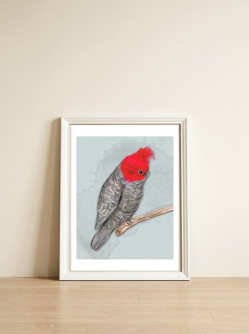 Gang gang cockatoo — framed, leaning against the wall