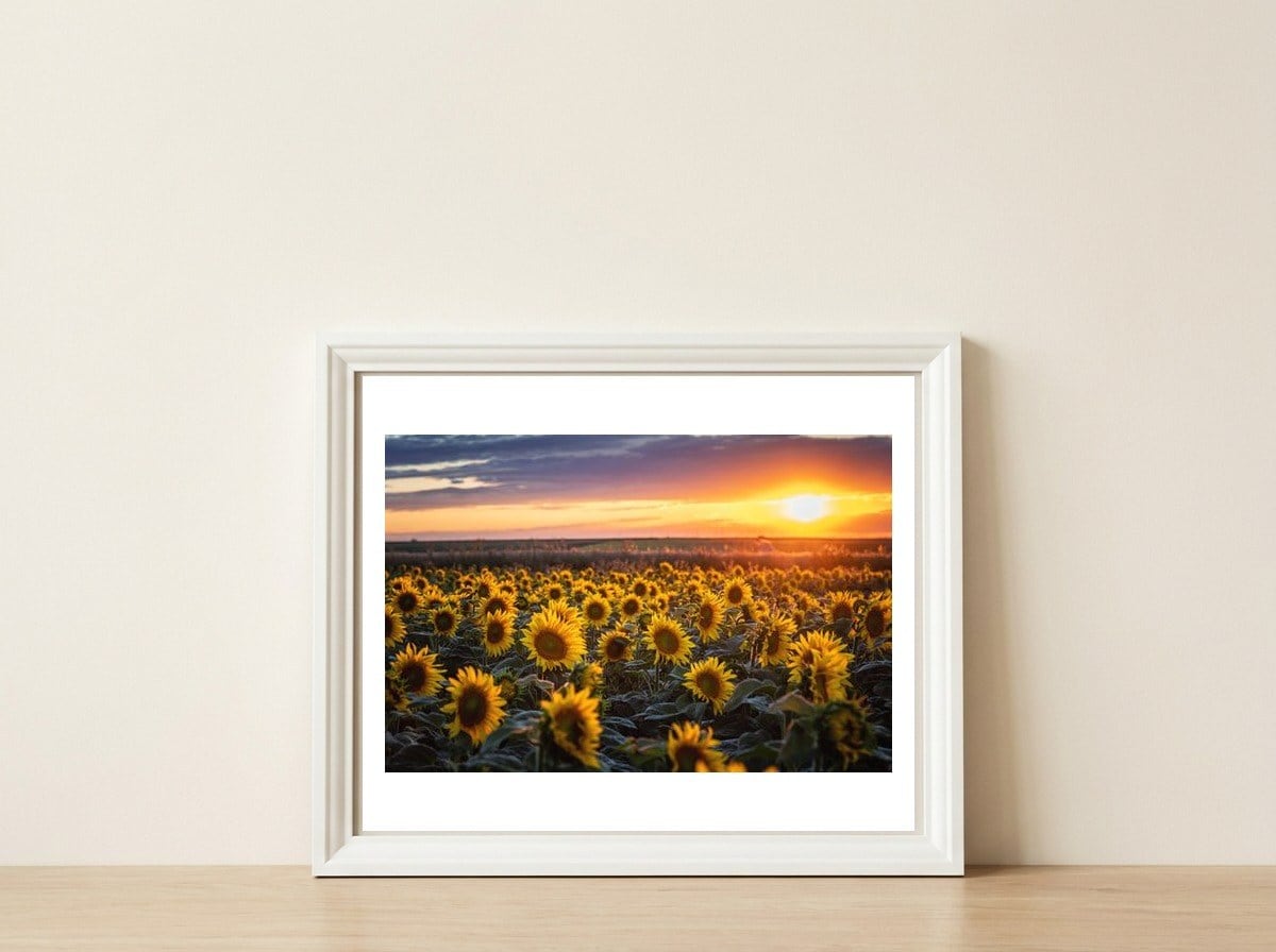 Sunflowers at Sunset — framed, leaning against the wall