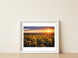 Sunflowers at Sunset — framed, leaning against the wall thumbnail