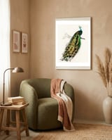 Indian peafowl illustrated framed in a tender room thumbnail
