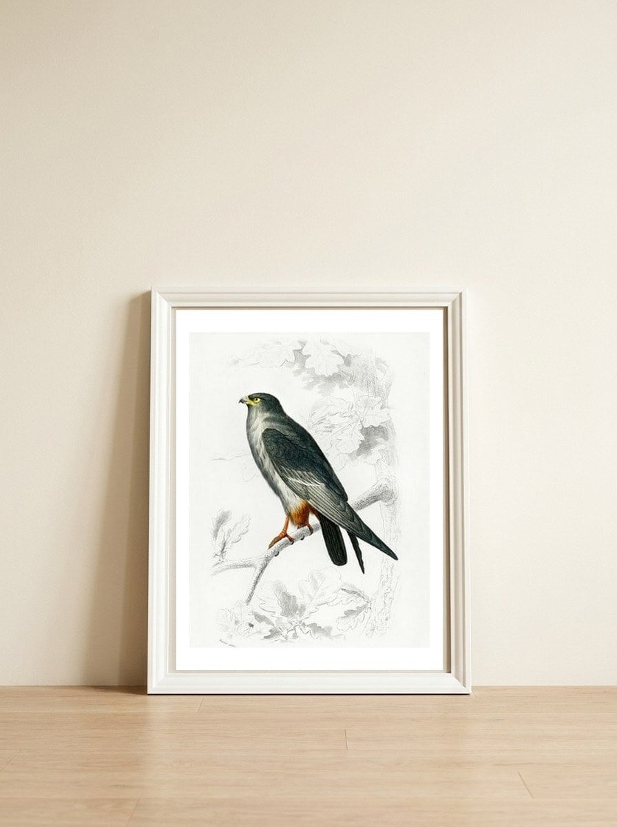 Red-footed Falcon illustrated — framed, leaning against the wall