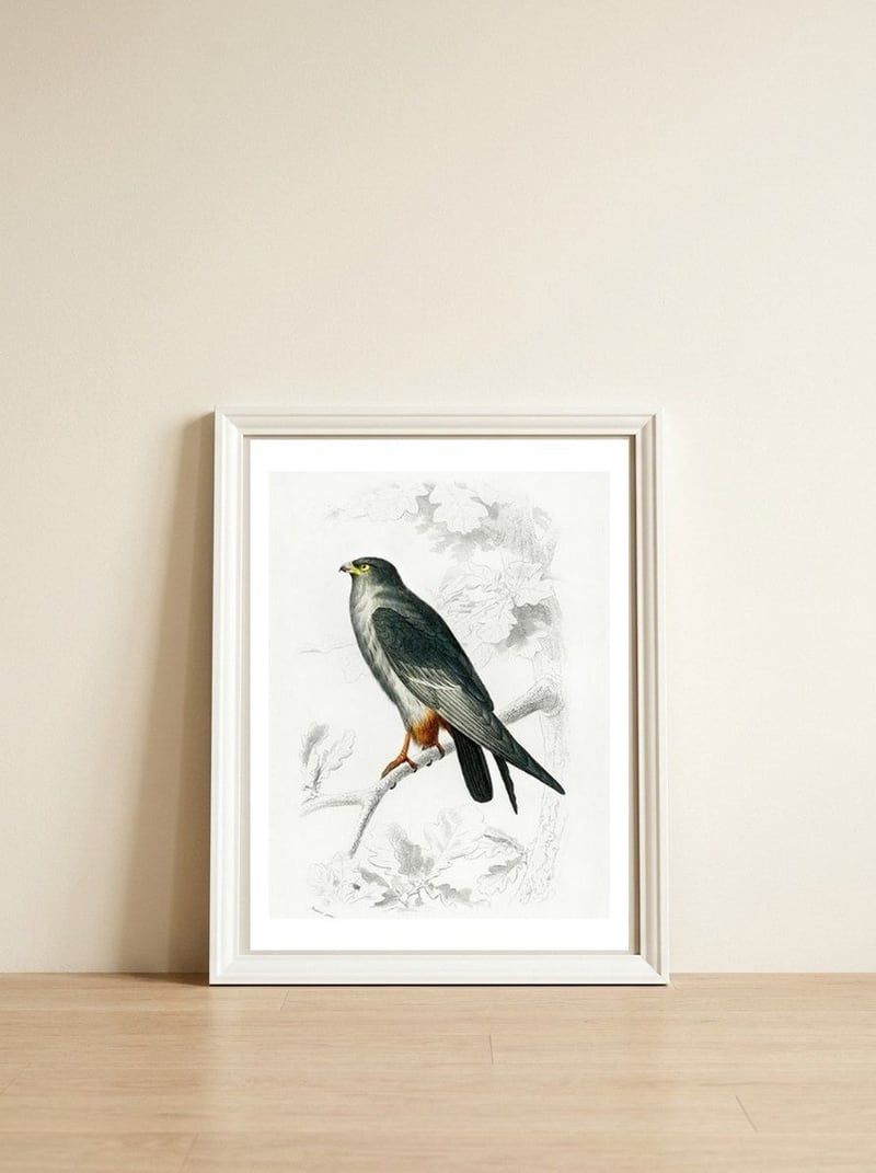 Red-footed Falcon illustrated — framed, leaning against the wall